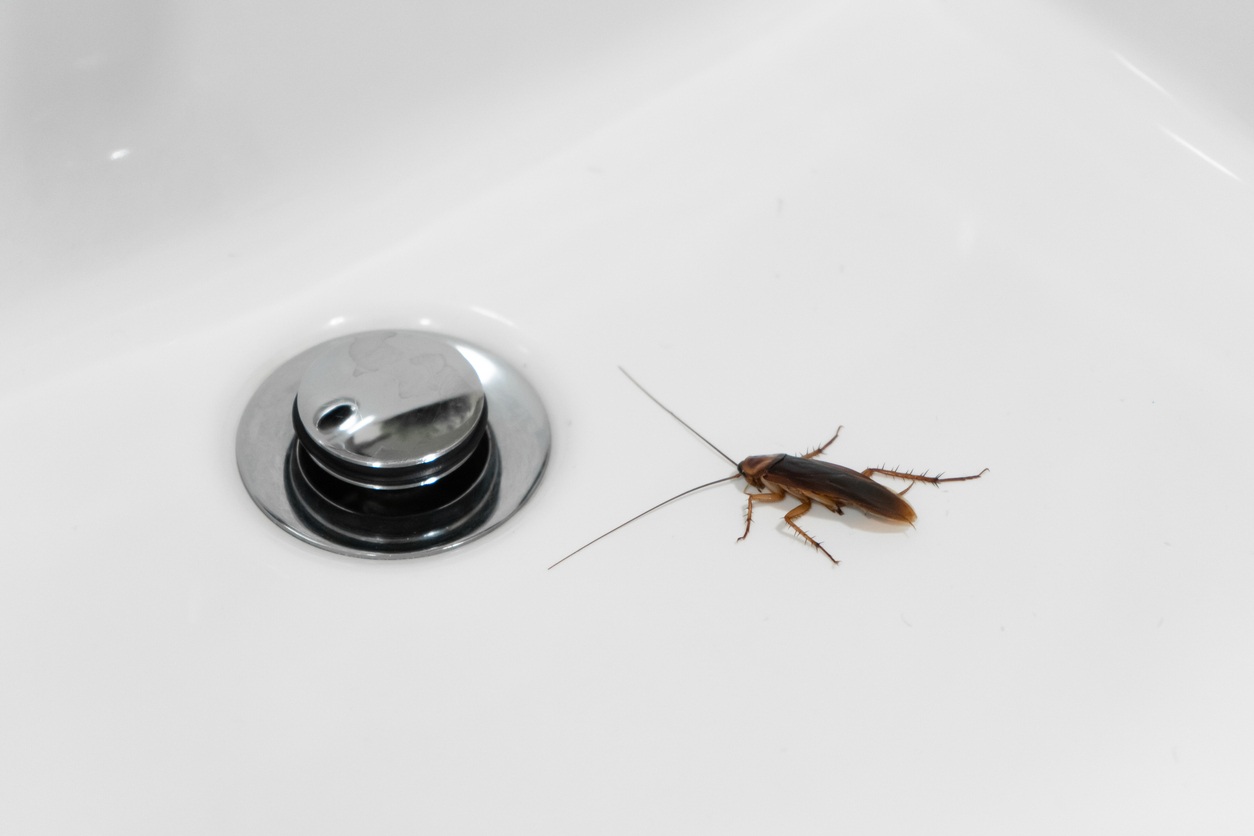 A cockroach sitting next to a sink drain