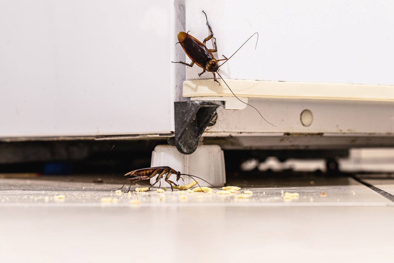 Several cockroaches crawling around a pile of crumbs at the bottom of a fridge