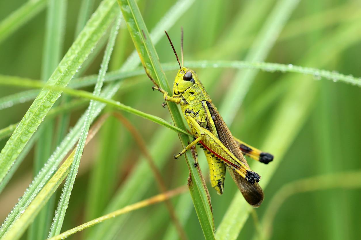 A grasshopper sitting on a piece of grass