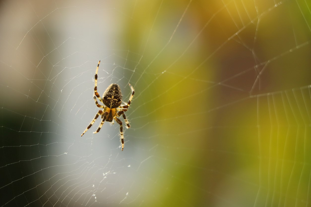 A spider sitting in a spider web