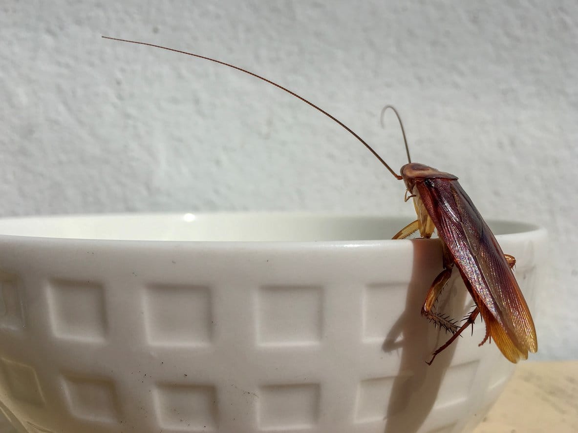 A cockroach sitting on the lip of a white bowl