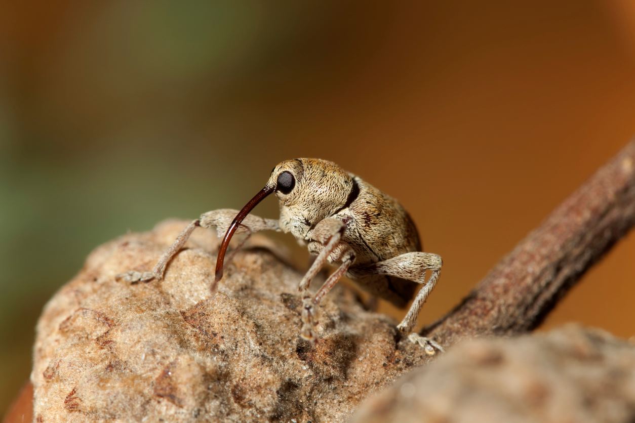 A zoomed-in shot of an acorn weevil