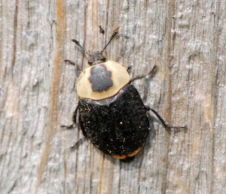 Carrion Inset What is an American Carrion Beetle? - Cleggs