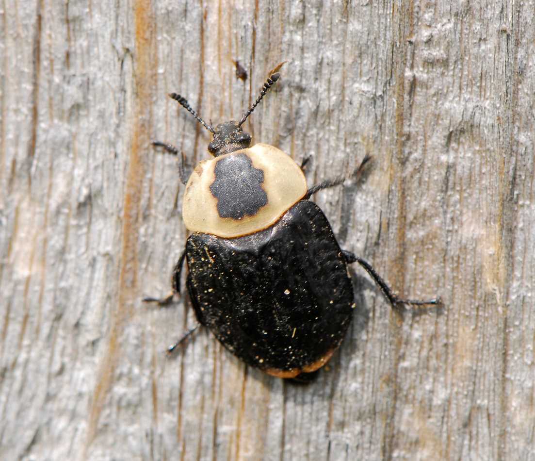 An American carrion beetle on a piece of wood