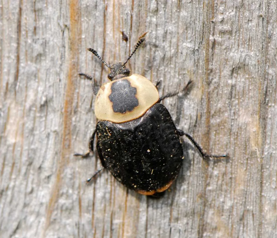 An American carrion beetle on a piece of wood