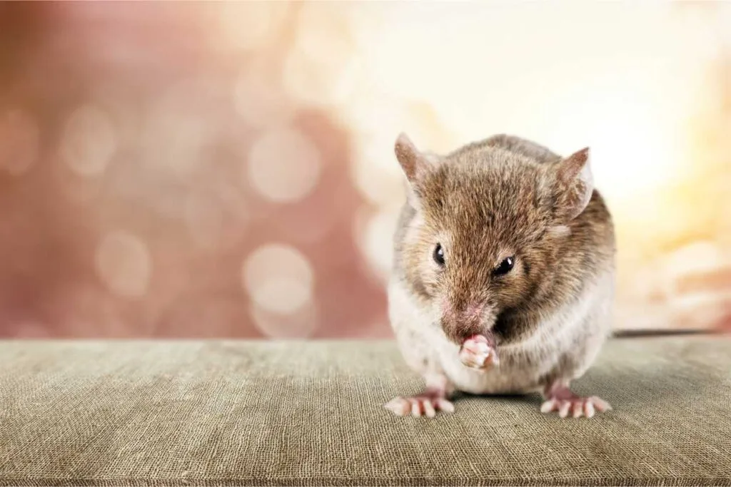 A rodent sitting on a wooden floor