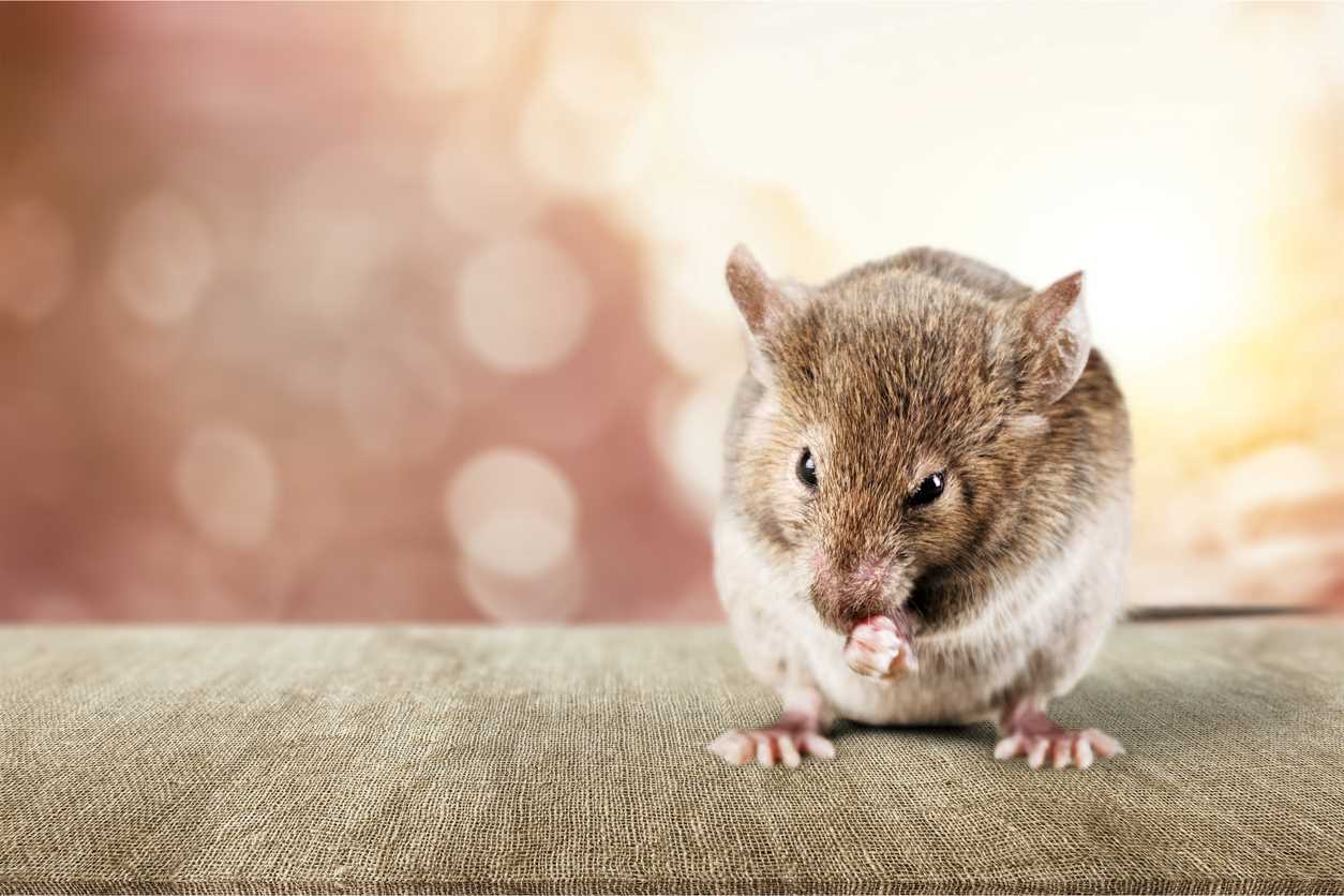 A rodent sitting on a piece of fabric