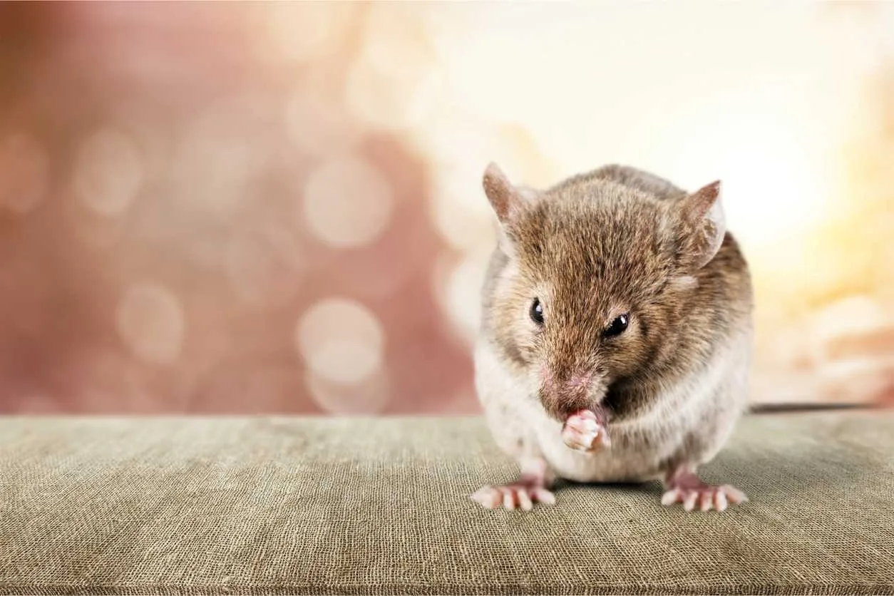 A rodent sitting on a piece of fabric