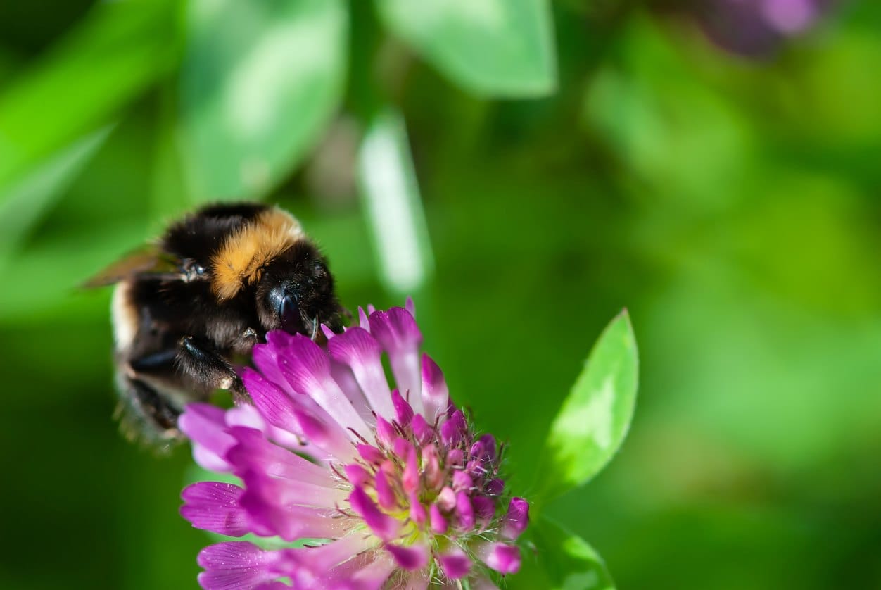 A bumble bee on a purple flower