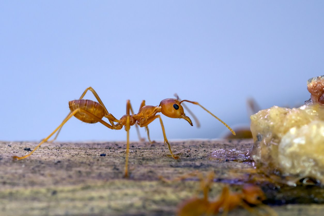a closeup shot of a small brown ant