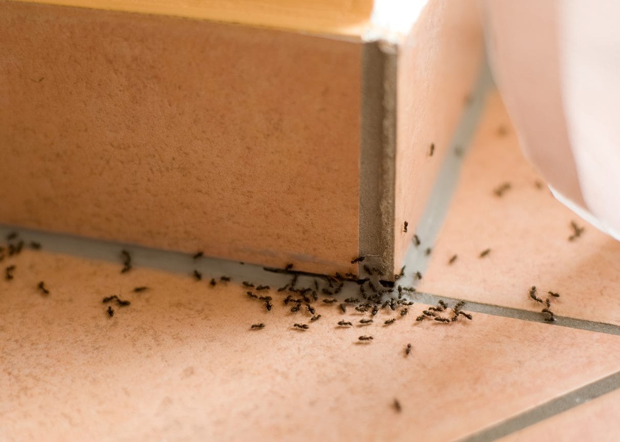 A swarm of ants on a brick floor