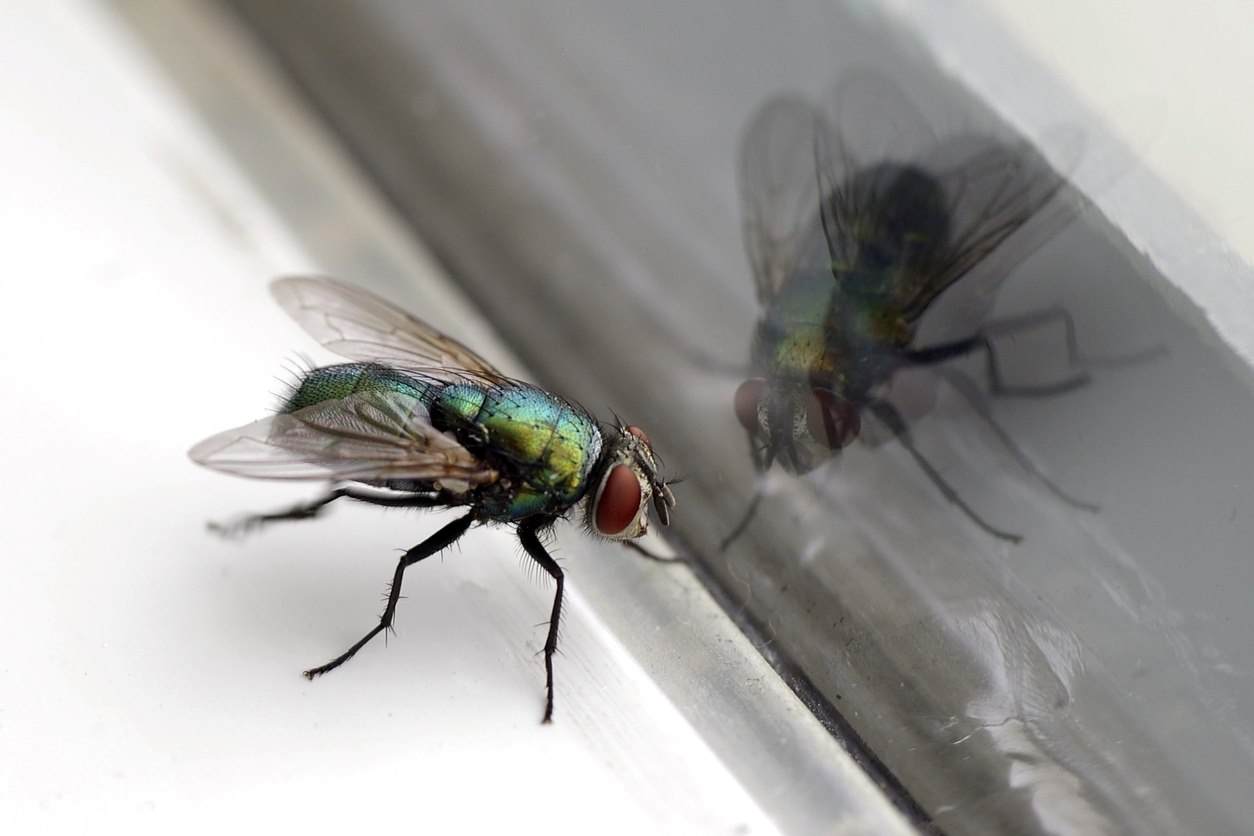 A fly looking at its reflection in a window