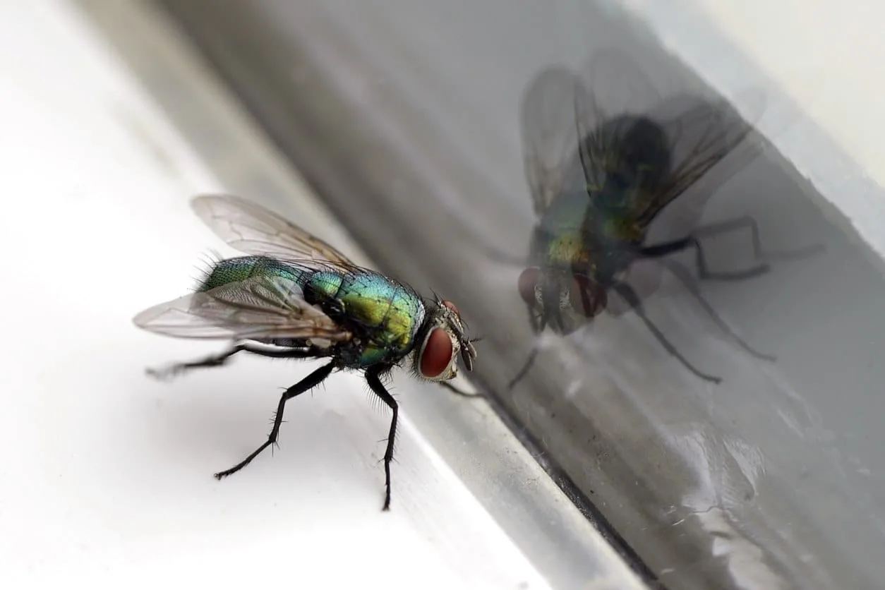 A fly looking at its reflection in a window