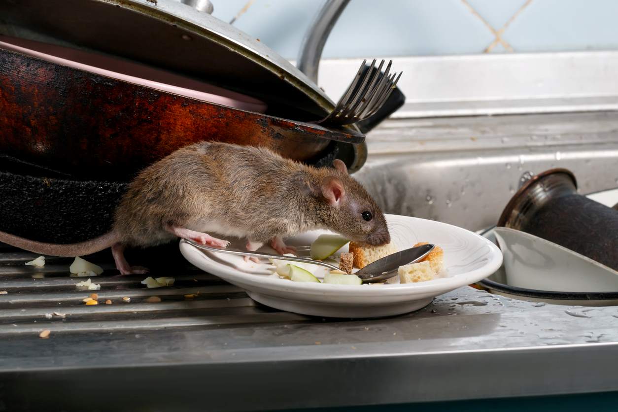 A rat eating food from a dirty plate near a sink