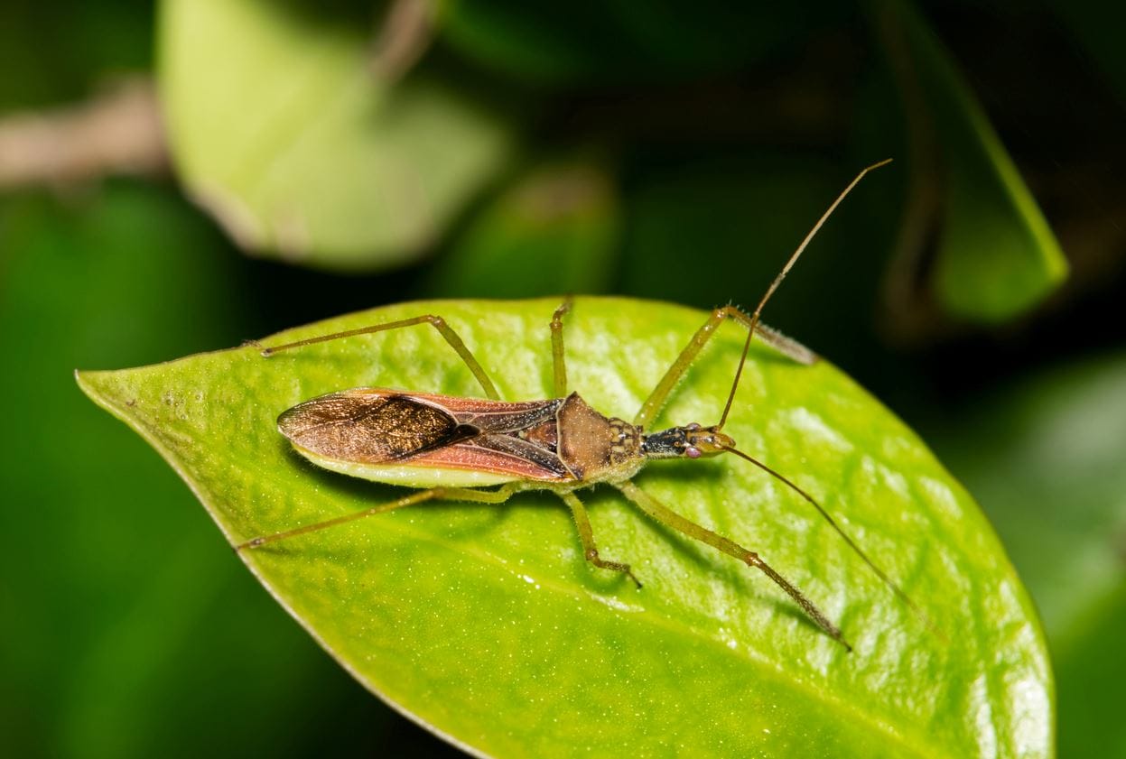 An assassin bug sitting on a leaf