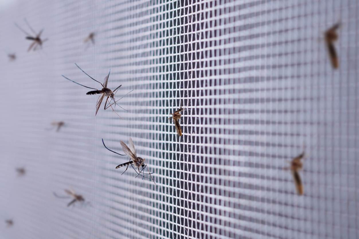 Many mosquitoes sitting on a net