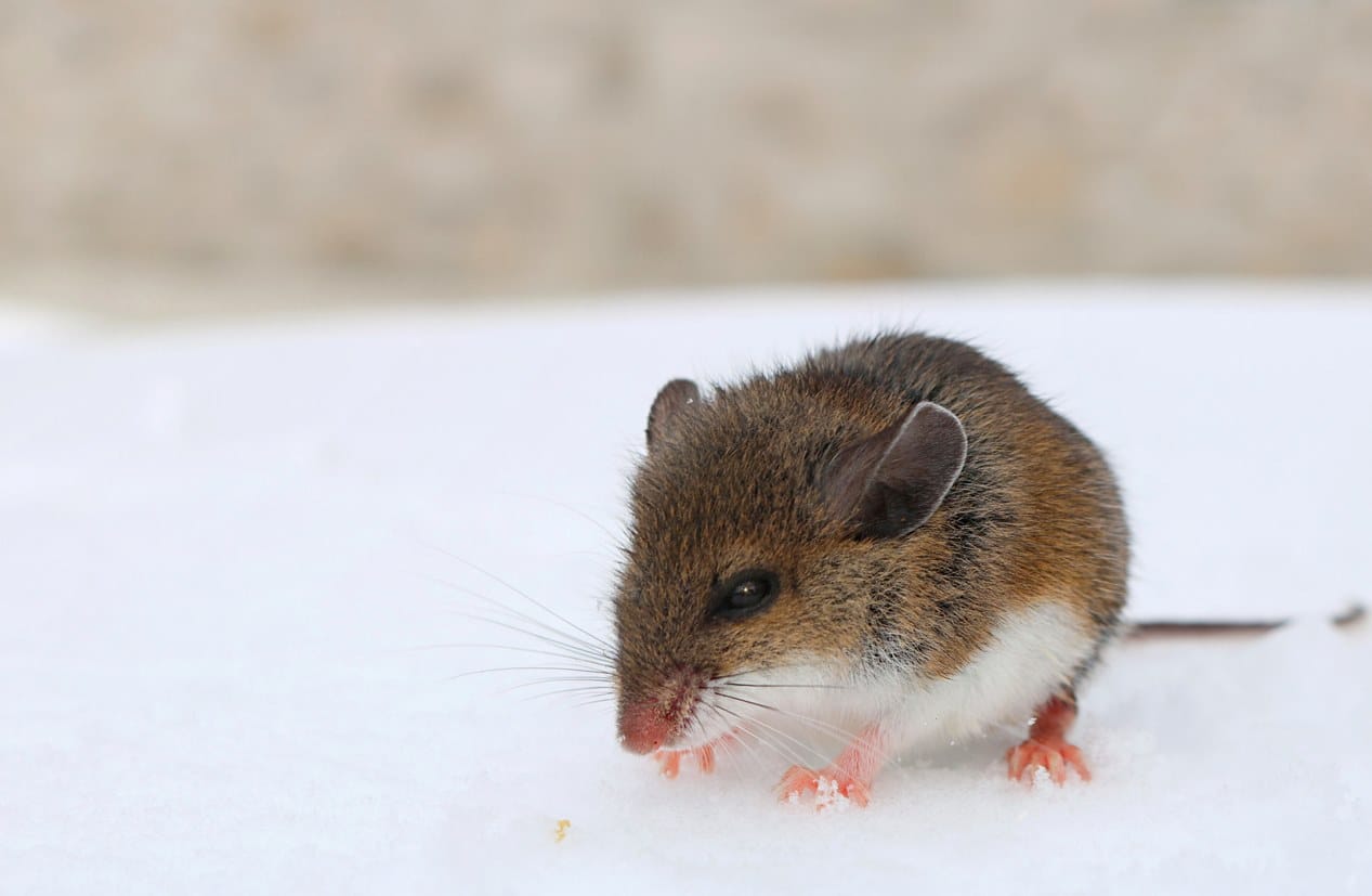 A field mouse in the snow