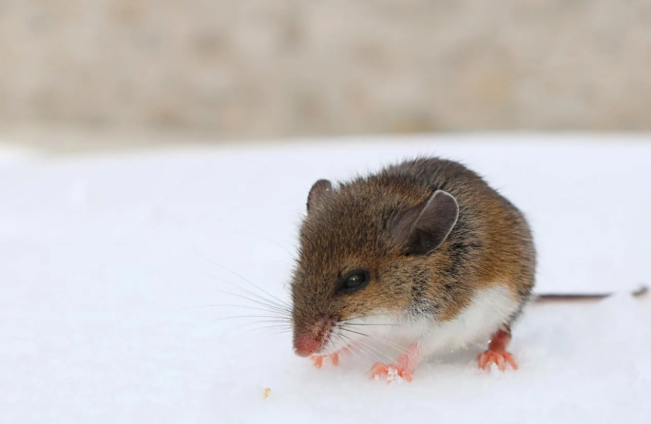 A field mouse in the snow