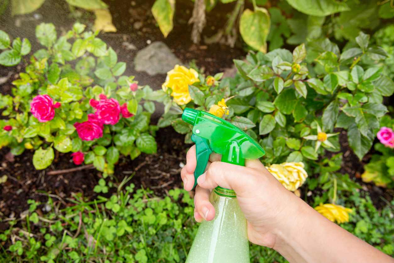Spraying a solution over flowers in a garden