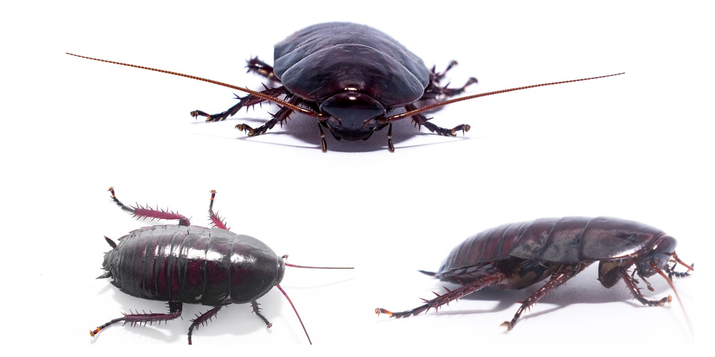 Several profiles of a palmetto bug