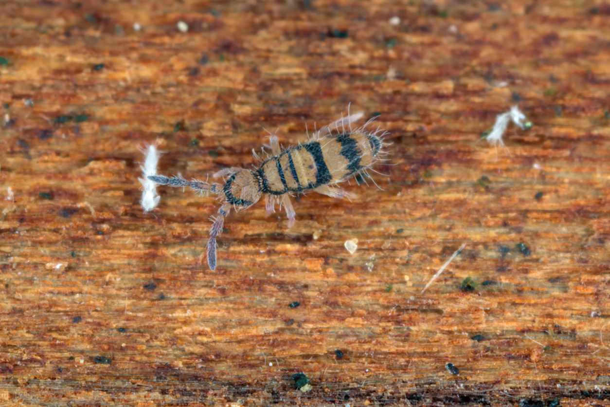 A picture of a springtail sitting on a piece of wood