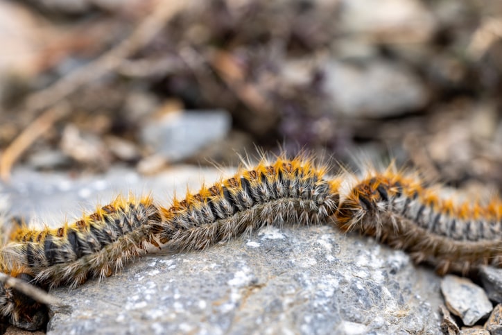 A forest tent caterpillar on a rock