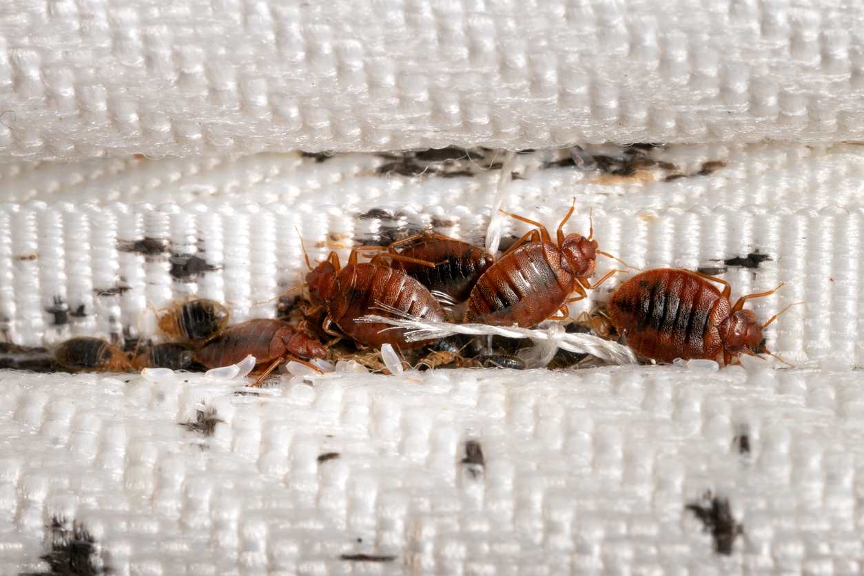 Many bed bugs and their eggs in the corner of a mattress
