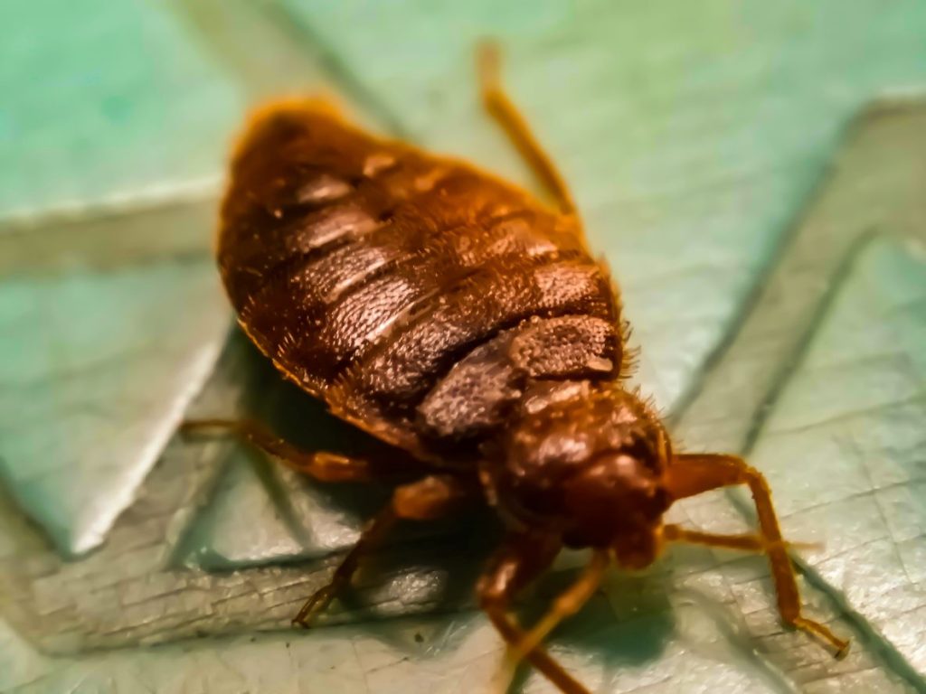 A macro shot of a bed bug