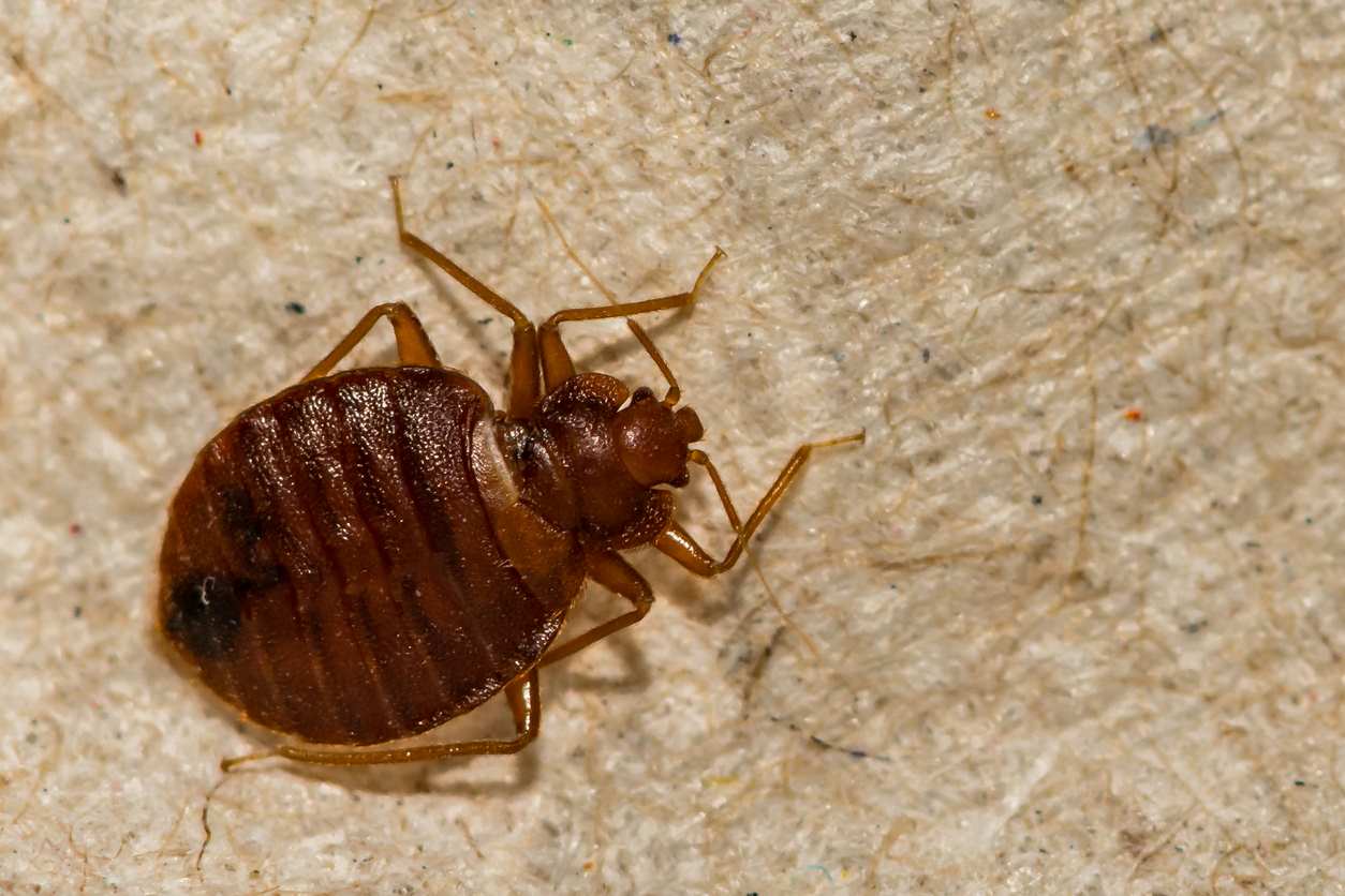 A close up shot of a bed bug on a mattress