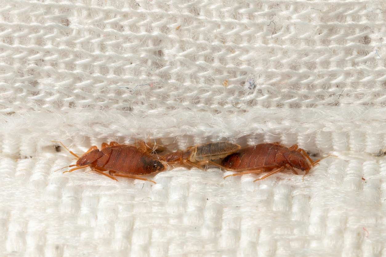 Bed bugs in a mattress