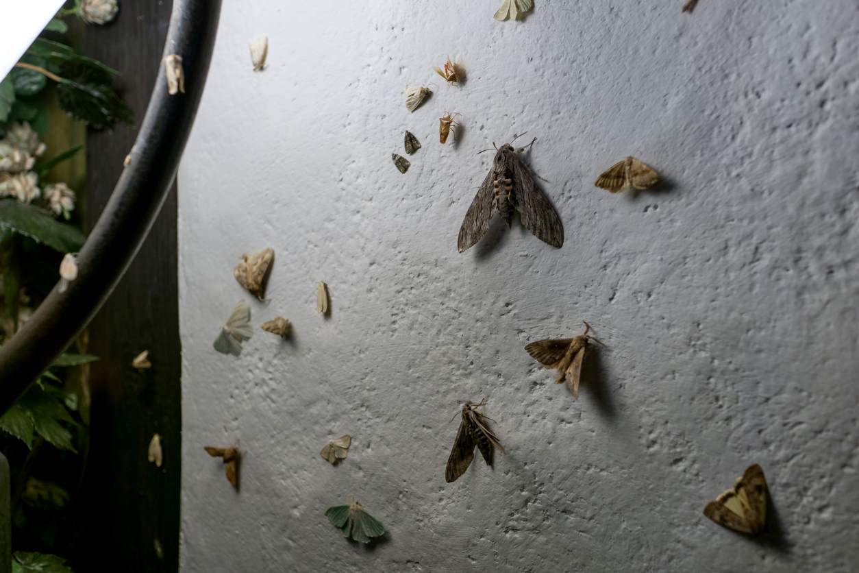 Moths on a wall next to a light