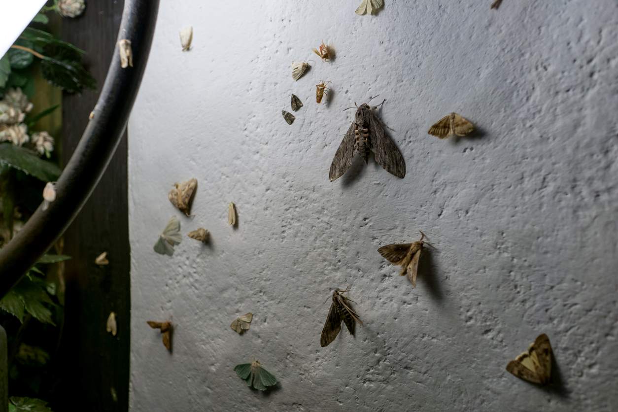 How to Prevent Moths, According to Experts 2021