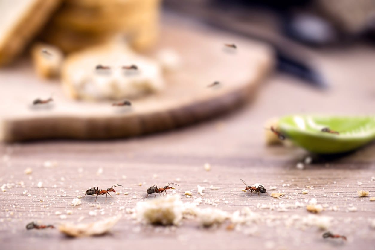 Ants carrying away food from a picnic