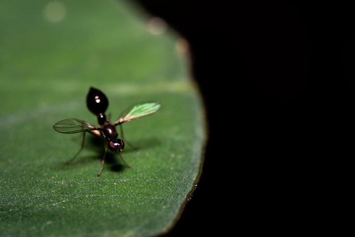 A termite swarmer on a leaf