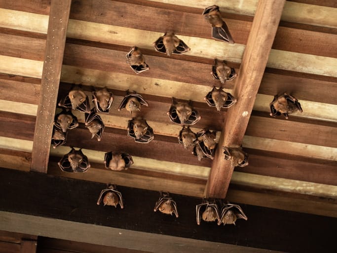 Bats inside ceiling of garage