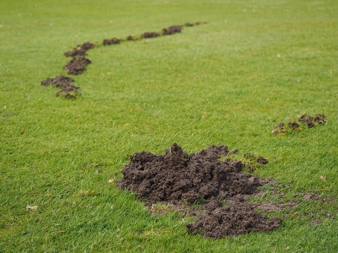 A golf course with holes 