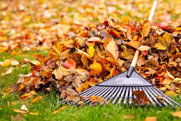 A pile of leaves behind a rake
