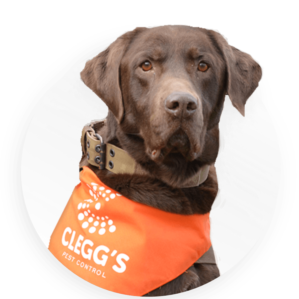 Brown Labrador retriever with a Clegg's bandana.
