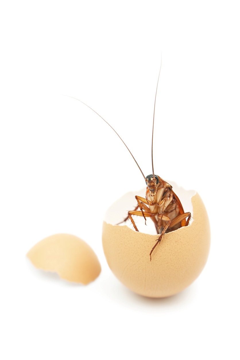a cockroach climbing out of a cracked egg