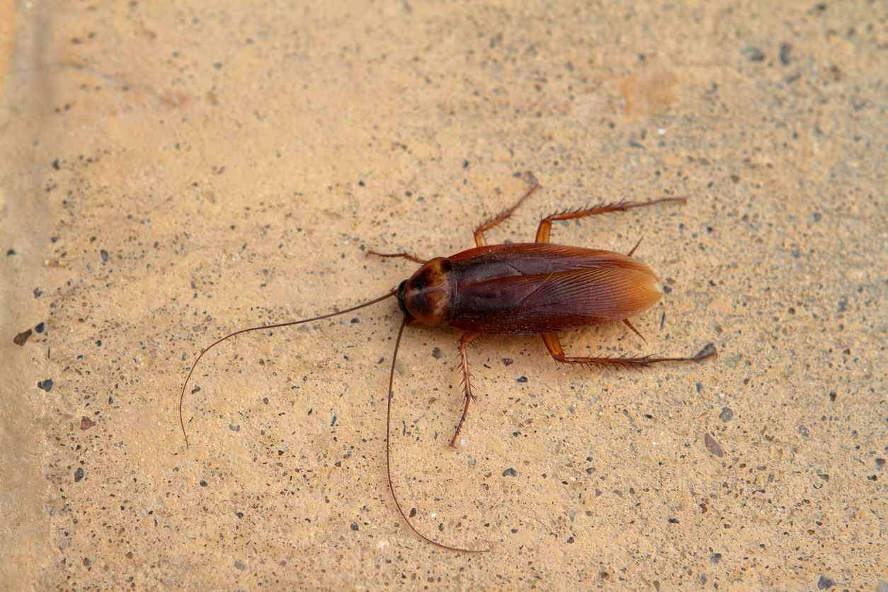 oriental cockroach sitting on sand