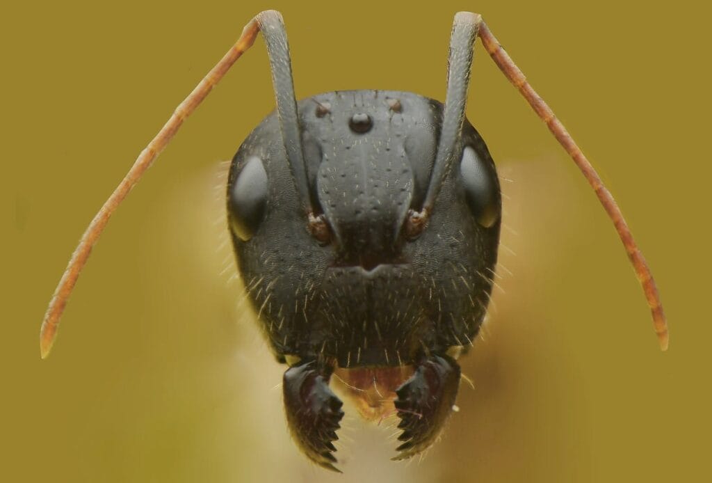 Macro shot of a carpenter ant's head