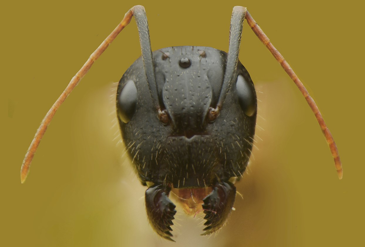 Macro shot of a carpenter ant's head