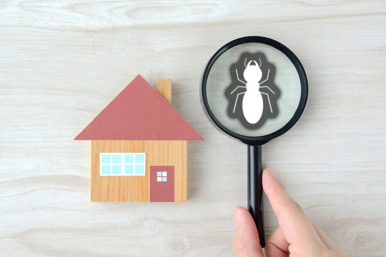Toy house with magnifying glass looking at a termite