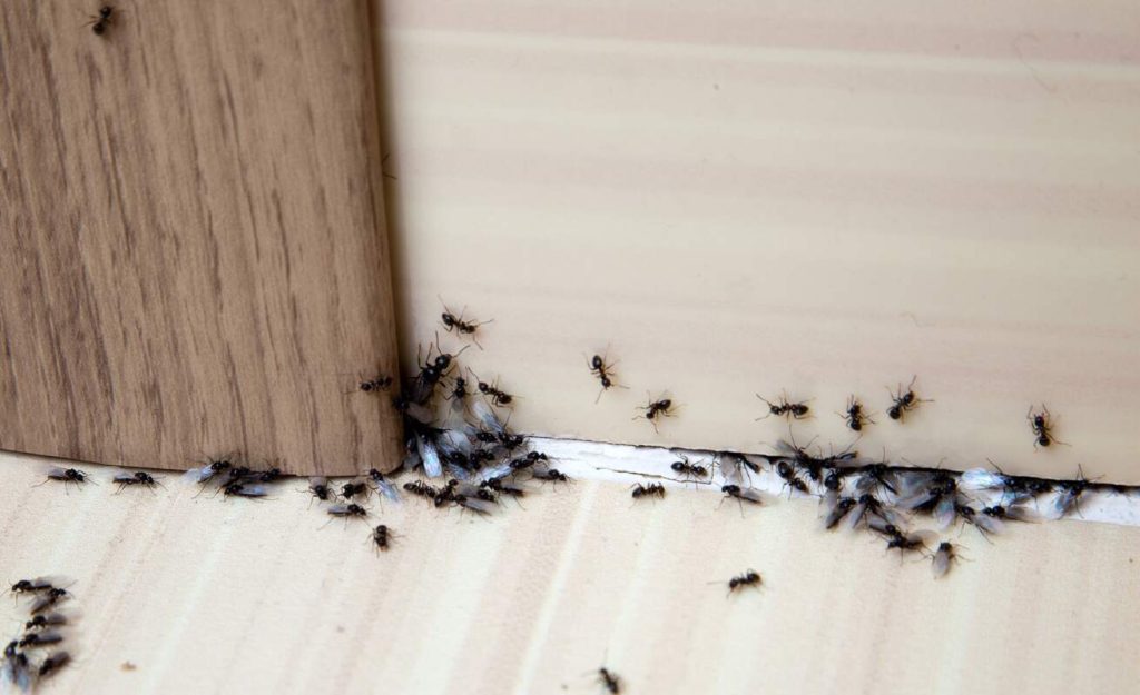 Many black ants swarm at the base of a wall