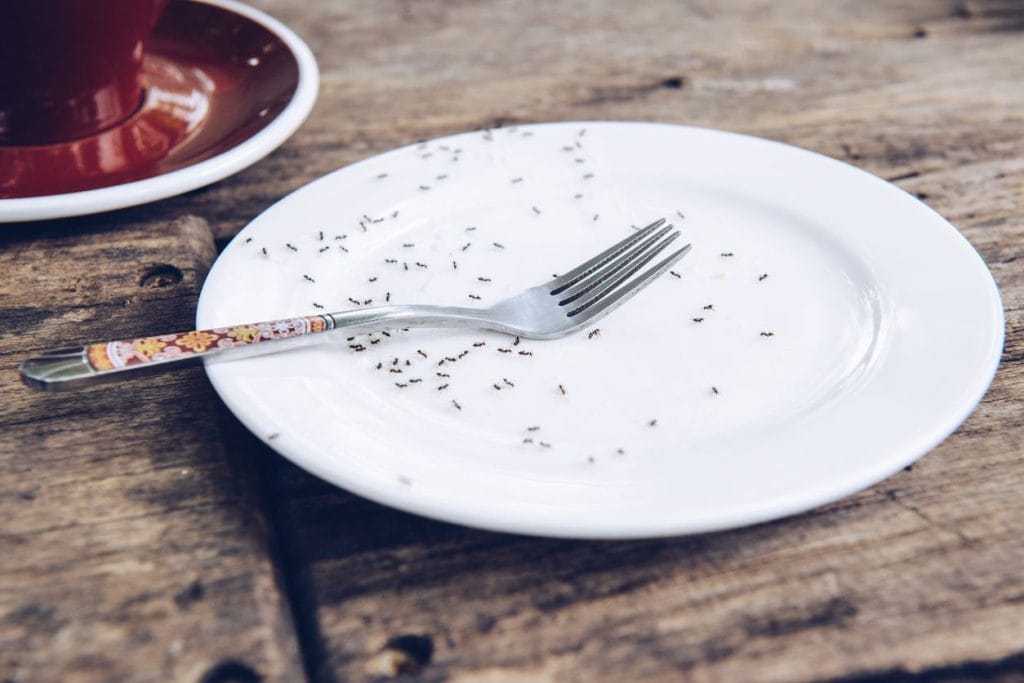 tiny black ants on a white plate, with a fork sitting on top