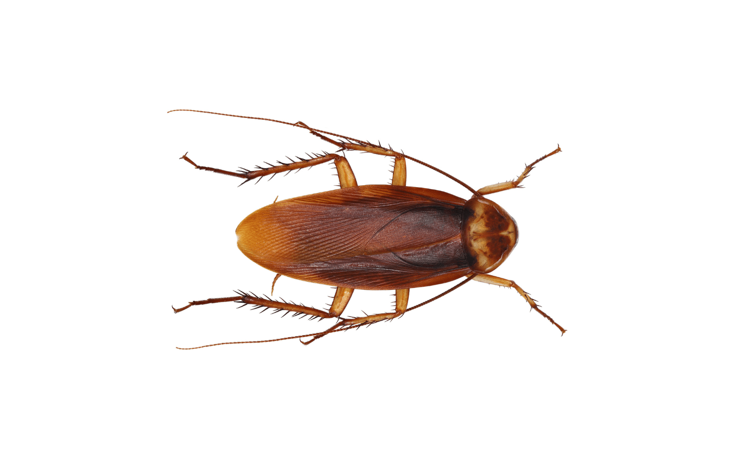 Bug Directory - Cleggs