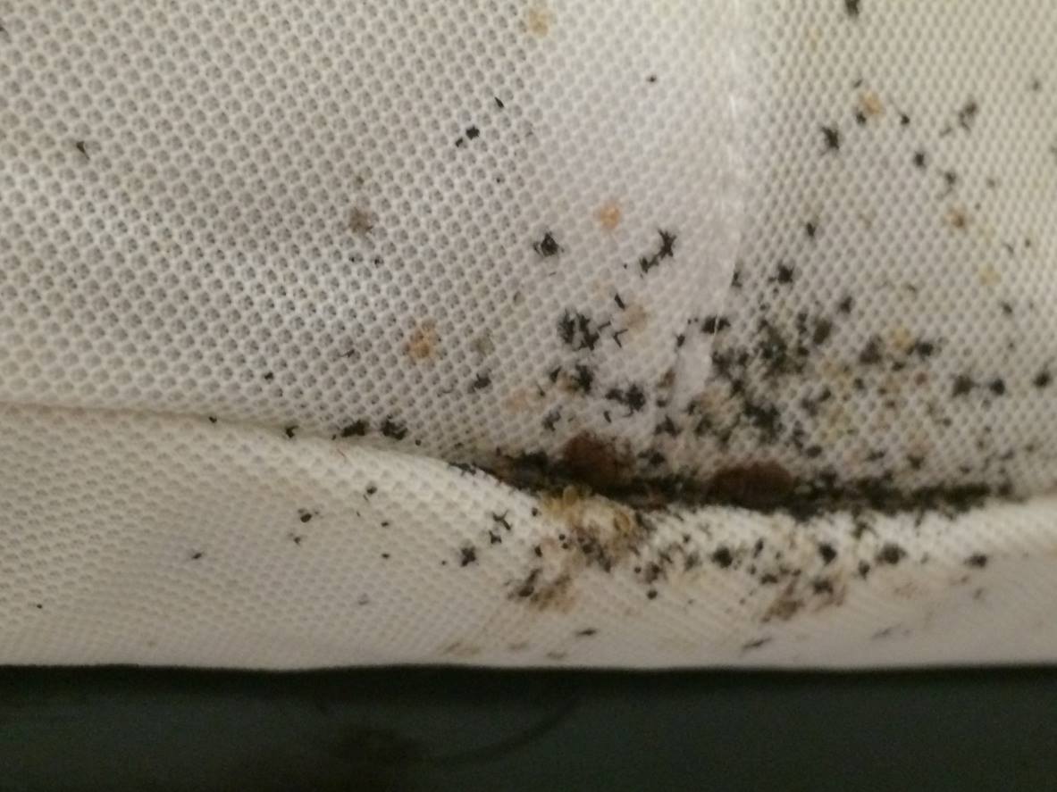 Bed bugs infesting a mattress are clustered in a seam.