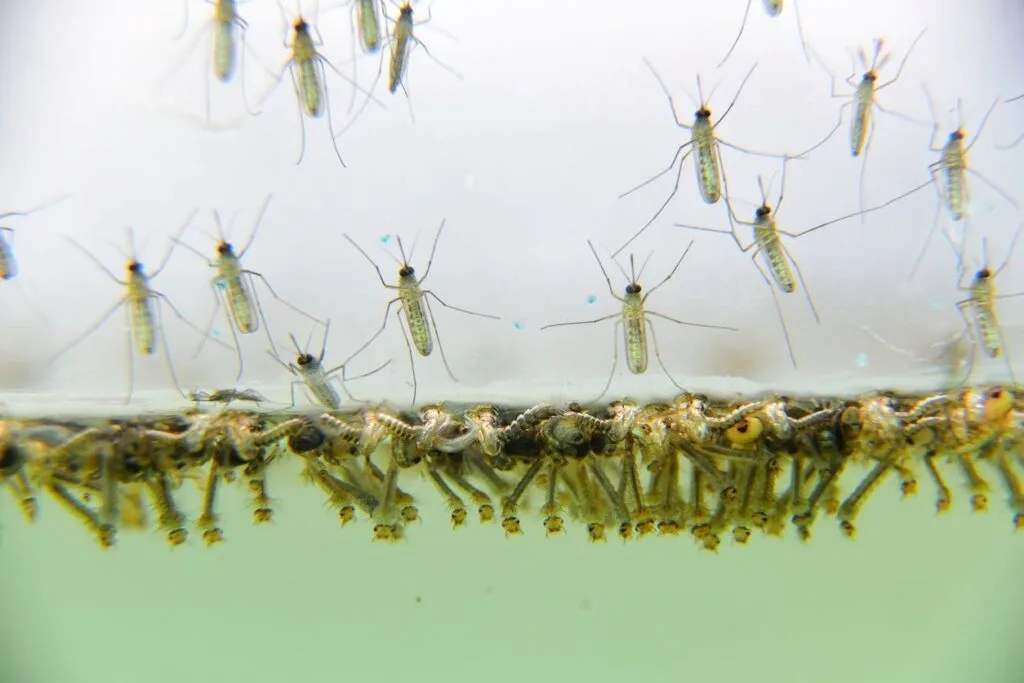 Mosquito larvae are clustered underneath the water’s surface while mature mosquitoes hover above.