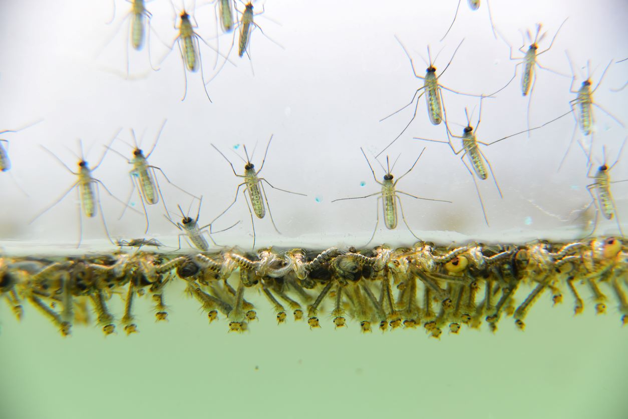 Mosquito larvae are clustered underneath the water’s surface while mature mosquitoes hover above.