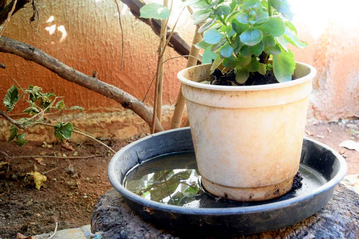 a plant pot sits in a tray of water outside, serving as a perfect breeding ground for mosquitoes.